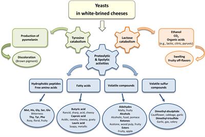 Occurrence of Yeasts in White-Brined Cheeses: Methodologies for Identification, Spoilage Potential and Good Manufacturing Practices